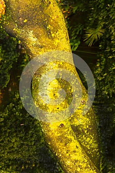 Tree in the mirror of a dancing woman at the Botanical Garden of Villa Carlotta Lake Como, Italy