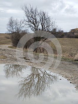 Tree mirrored in the puddle mirror ont he meadow in nature.