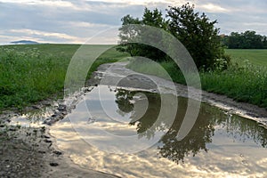 Tree mirrored in the puddle mirror ont he meadow in nature.