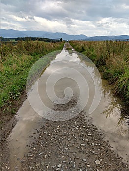 Tree mirrored in the puddle mirror ont he meadow in nature.