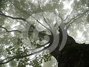 Tree in mist