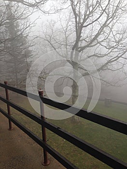 Tree in the Mist