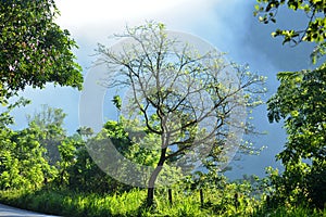 Tree and the mist beautiful kerala nature
