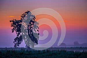 Un árbol en niebla vistoso amanecer el cielo 