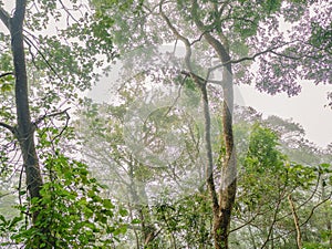 Tree with the mist in the DeepForest