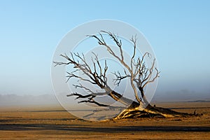 Tree in mist - Kalahari desert