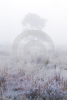 Tree in mist on moor
