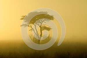 Tree in mist at sunrise - Kalahari desert