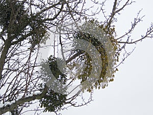 Tree with a mistletoe in the winter
