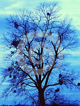 Tree with mistletoes