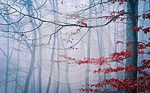 Tree in the misty autumn forest