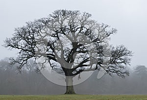 A tree on a misty day on Southampton Common