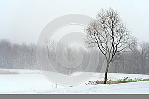 Tree in misty haze of winter blizzard photo