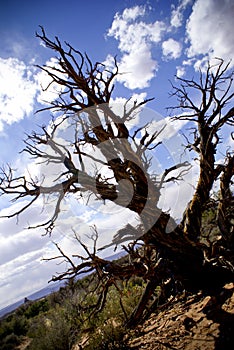 Tree in Moab, Utah