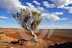 Tree in Mongolia