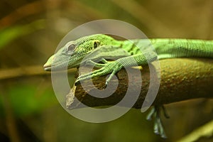 Tree monitor on a branch