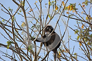 Tree Monkey