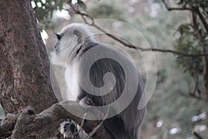 Tree monkey image Indian monkey photo