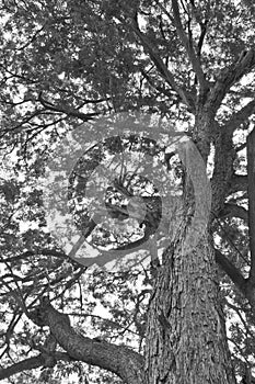 Tree monochrome