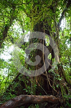 Tree in the Monteverde cloud forest, Costa Rica