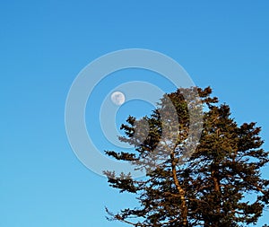 Tree and Moon