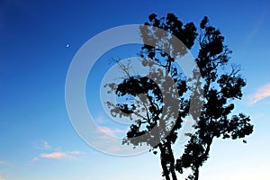 Tree and the moon