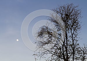 Tree and moon on sky background