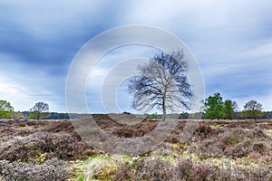 Tree in moorland on the national park Groote Zand