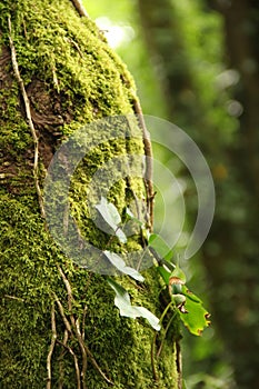 Tree with Moss