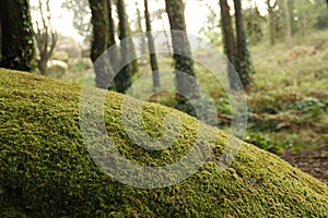 Tree with Moss