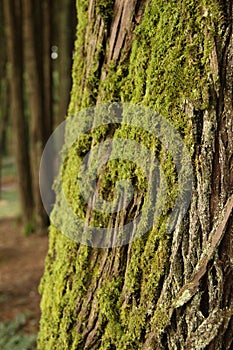 Tree with Moss