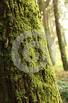 Tree with Moss