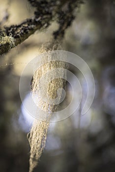 Tree Moss at Abernethy forest in Scotland.