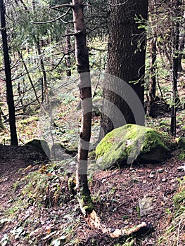 Tree in Moss in Dark Forest