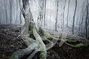 Tree with moss in a frozen forest in winter