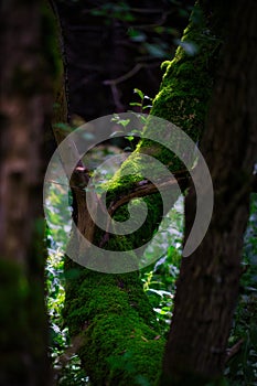 Tree, moss and light in the old wild forest