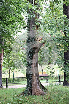 Tree with moss in park near bench