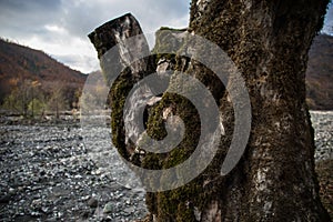 tree with moss on roots in a green forest or moss on tree trunk. Tree bark with green moss