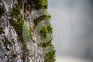 tree with moss on roots in a green forest or moss on tree trunk. Tree bark with green moss. Azerbaijan nature.