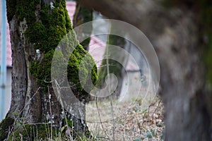 tree with moss on roots in a green forest or moss on tree trunk. Tree bark with green moss. Azerbaijan nature.