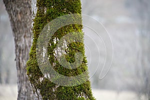 tree with moss on roots in a green forest or moss on tree trunk. Tree bark with green moss. Azerbaijan nature.