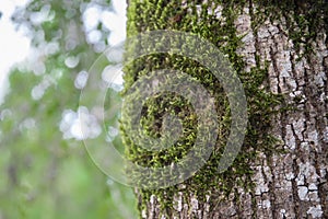 tree with moss on roots in a green forest or moss on tree trunk. Tree bark with green moss. Azerbaijan nature.