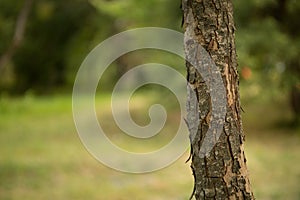 tree with moss on roots in a green forest or moss on tree trunk. Tree bark with green moss. Azerbaijan nature.