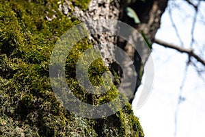 tree with moss on roots in a green forest or moss on tree trunk. Tree bark with green moss. Azerbaijan nature