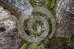 tree with moss on roots in a green forest or moss on tree trunk. Tree bark with green moss. Azerbaijan nature