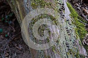 tree with moss on roots in a green forest or moss on tree trunk. Tree bark with green moss. Azerbaijan nature