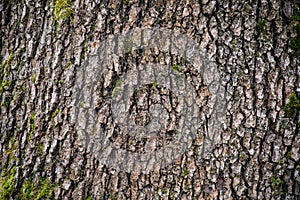 tree with moss on roots in a green forest or moss on tree trunk. Tree bark with green moss. Azerbaijan nature. photo