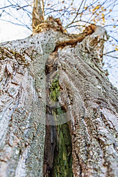 Tree with moss on the trunk in a green forest. Old cypress with green moss. Selective focus