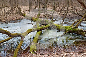 Tree with moss in the winter forest