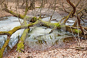 Tree with moss in the winter forest